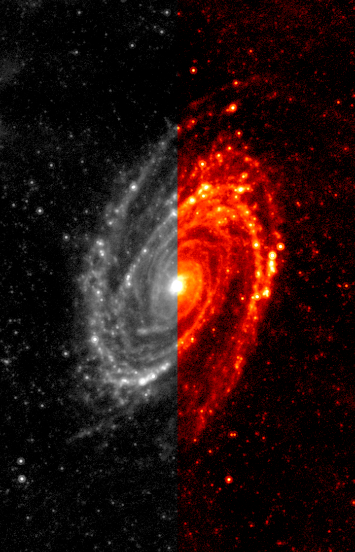 An example of a partially coloured version of the 24 micron 
              image of M81 (NGC 3031) from the Spitzer Space Telescope